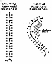 Fatty Acids Fatty Acids